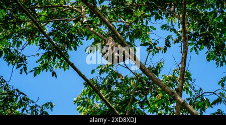 Nahaufnahme eines Bradypus variegatus (Bradypus variegatus) Stockfoto