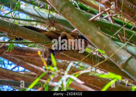 Nahaufnahme eines braunen Kapuzineraffen (Sapajus apella) Stockfoto