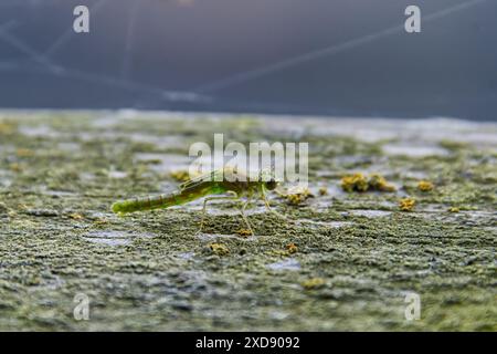 Jungfrau fliege, die gerade aus der Larve oder Nymphe auftaucht, zum Erwachsenen. Körper und Flügel dehnen sich gerade aus und tauchen beim Erwachsenen auf. 2 Stockfoto