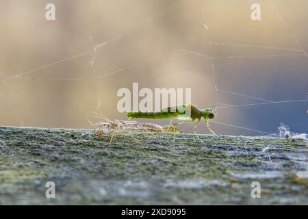 Jungfrau fliege, die gerade aus der Larve oder Nymphe auftaucht, zum Erwachsenen. Körper und Flügel dehnen sich gerade aus und tauchen beim Erwachsenen auf. 3 Stockfoto