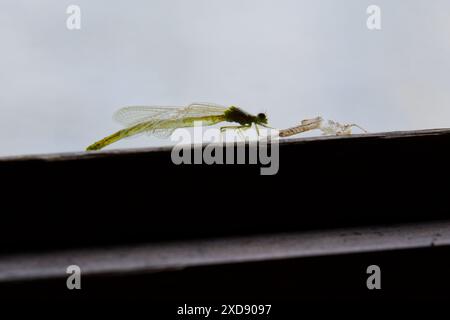 Jungfrau fliege, die gerade aus der Larve oder Nymphe auftaucht, zum Erwachsenen. Hintergrundbeleuchtete Hülle und aufgetauchter Erwachsener mit ausgeklappten Flügeln und gestrecktem Bauch Stockfoto