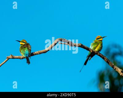 Der farbenfrohe Regenbogenbienenfresser Merops ornatus in den botanischen Gärten von Darwin, Northern Territory, Australien Stockfoto