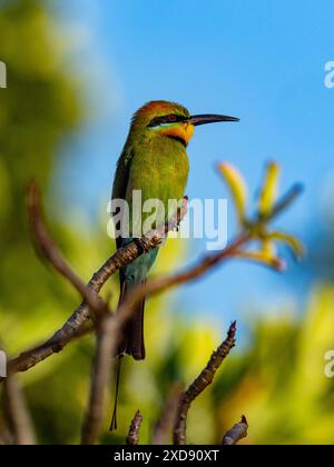 Der farbenfrohe Regenbogenbienenfresser Merops ornatus in den botanischen Gärten von Darwin, Northern Territory, Australien Stockfoto