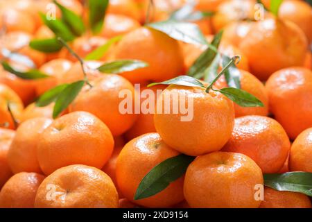 Frische Mandarinenorangen Früchte oder Mandarinen als Hintergrund Stockfoto
