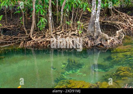 Wurzeln von Mangrovenbäumen im Wasser. Horizontales Foto. Stockfoto