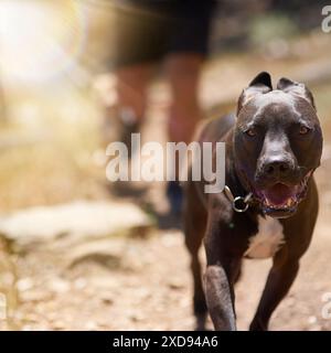 Wald, Hund und Laufen mit Sonne, Natur und Outdoor-Übungen für Tiere auf Wanderwegen im Wald. Gesundheit, Wellness und Pitbull gehen mit Person auf Stockfoto