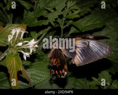 Schmetterling sitzt auf einer weißen Blume und trinkt Nektar. Stockfoto