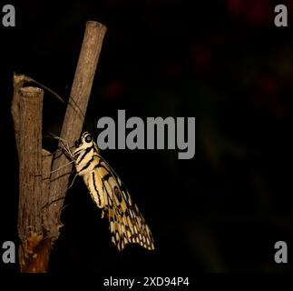 Makroaufnahme eines gelb-schwarz gefärbten Schmetterlings, der auf einem Zweig eines Baumes sitzt. Stockfoto