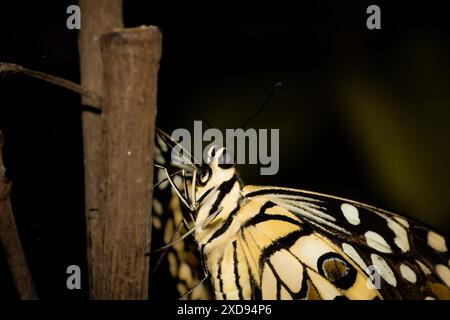 Makroaufnahme eines gelb-schwarz gefärbten Schmetterlings, der auf einem Zweig eines Baumes sitzt. Stockfoto
