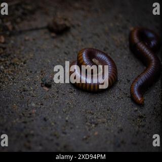 Nahaufnahme von Tausendfüßlern auf Sand. Stockfoto