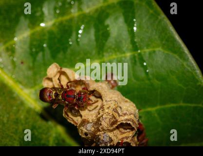 Makroaufnahme einer Wespe auf einem grünen Blatt. Stockfoto