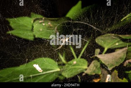 Makroaufnahme einer Spinne in einem Spinnennetz, umgeben von Blättern. Stockfoto