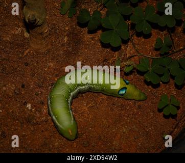 Nahaufnahme einer raupe, die auf Schlamm liegt und Blätter umgibt. Stockfoto