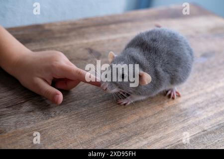 Nahaufnahme positives Kind, das mit lustiger grauer dekorativer Hausratte spielt, Rattus norvegicus domestica, Konzeptpflege und -Pflege, Alternative Stockfoto