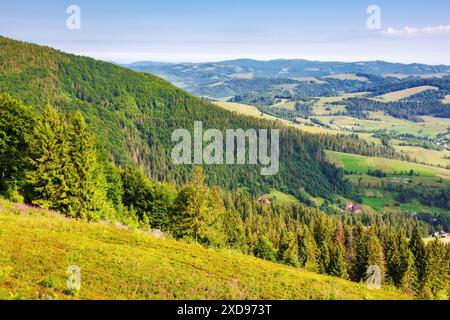 Nadelwald an den grünen Grashängen des Borzhava-Berges. Sonniger Tag. Ländliches Tal in der Ferne. Wundervolle Landschaft der karpaten-Berglandschaft Stockfoto