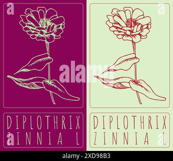 Vektorzeichnung DIPLOTHRIX. Handgezeichnete Abbildung. Der lateinische Name ist ZINNIA L. Stock Vektor