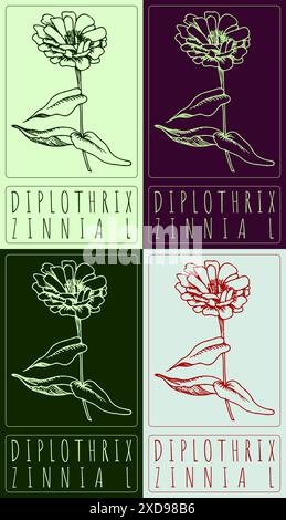 Satz von Vektorzeichnung DIPLOTHRIX in verschiedenen Farben. Handgezeichnete Abbildung. Der lateinische Name ist ZINNIA L. Stock Vektor