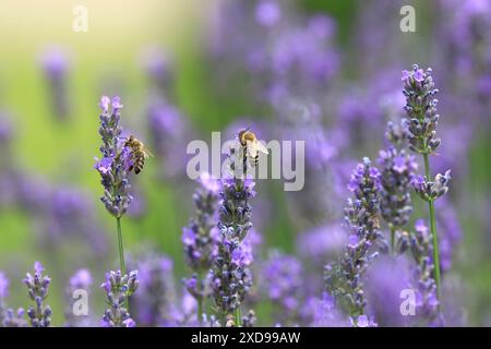 Bienenbestäubung auf Lavendelblüten Stockfoto