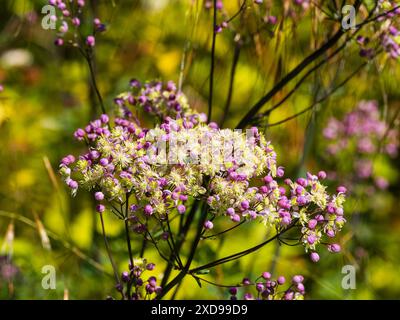 Puderpuff Flieder Blüten mit weißen Staubblättern der hohen harten Hybridwiesen Rue Thalictrum „Elin“ Stockfoto