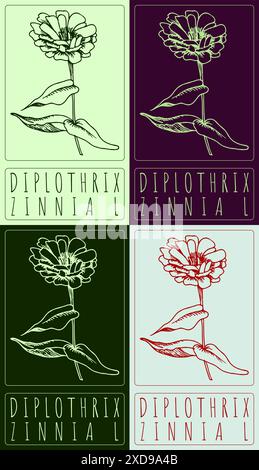 Satz von Vektorzeichnung DIPLOTHRIX in verschiedenen Farben. Handgezeichnete Abbildung. Der lateinische Name ist ZINNIA L. Stock Vektor
