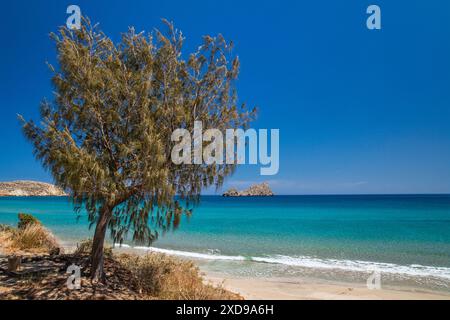 Tamarisken am Xerokampos Beach an der Ägäis, in der Nähe von Xerokambos, Sitia Geopark, Ostkreta, Griechenland Stockfoto