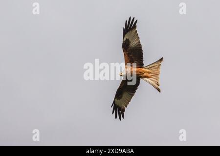 Gänsegeier im Flug bei Sonnenuntergang, Cevennen, Frankreich Stockfoto