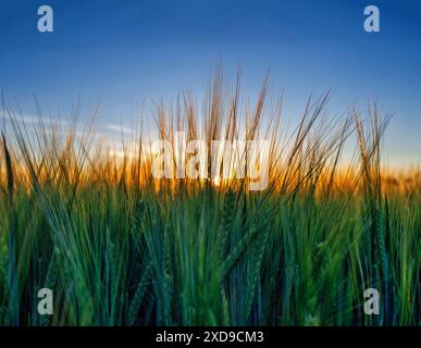 Grünes Weizenohr wird im Sonnenlicht Golden. Selektiver Fokus. Inspirierendes Landschaftskonzept Stockfoto