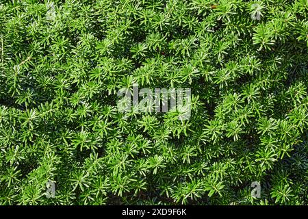 Schöner grüner wacholderhintergrund mit nadelholzblättern. Hintergrund für Design. Stockfoto