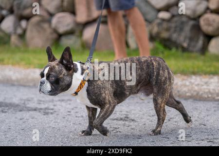 Porträt einer jungen reinrassigen Bulldogge, die an einem Sommertag läuft. Brindle French Bulldogge bei einem Spaziergang im Freien. Stockfoto