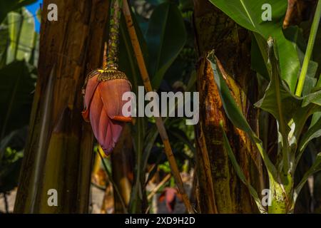 Zwerg Cavendish Bananen von den Kanarischen Inseln Bananenblätter Bananenblüten Stockfoto