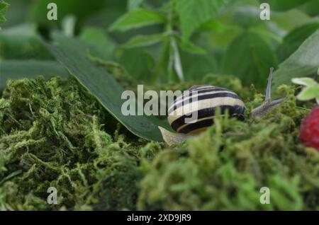 Eine Schnecke mit einer Muschel auf einem Blatt zwischen Moos in einem dunklen, grünen Wald. Stockfoto