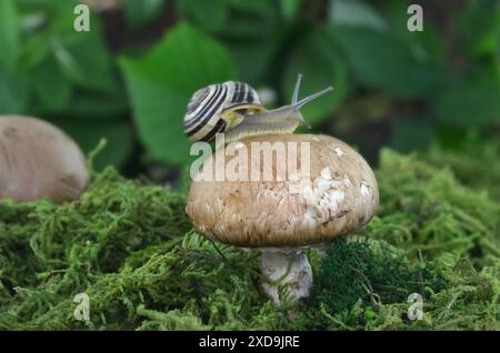 Eine Schnecke mit Muschel auf einem braunen Pilz im dunklen Wald. Die Schnecke zeigt ihre Antennen. Stockfoto