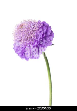 Stachelblume isoliert auf weißem Hintergrund. Knautia arvensis. Violette Doppelblume von scabiosa Stockfoto