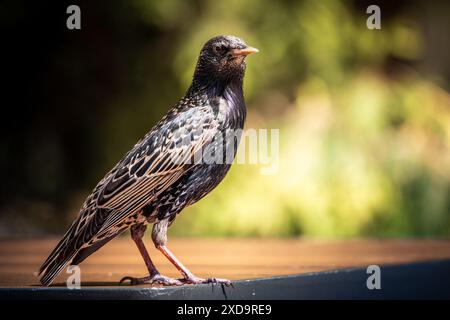 Ein schwarz-weißer europäischer Starling, der auf Einem Holztisch im Sonnenlicht sitzt Stockfoto