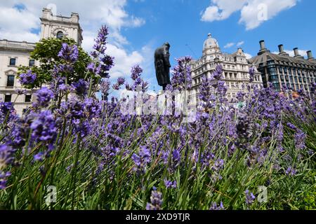 Parliament Square, London, Großbritannien. Juni 2024. Lavendel am Parliament Square, London. Quelle: Matthew Chattle/Alamy Live News Stockfoto