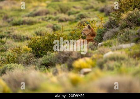 Puma liegt zwischen Büschen an grasbewachsenen Hängen Stockfoto