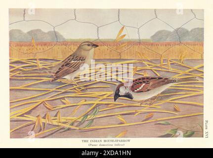 Indischer Haussperling (Passer domesticus indicus). Indian Birds 1936 alter Druck Stockfoto