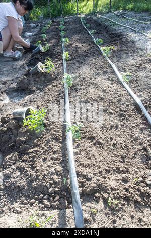 Eine junge ukrainische Dame tendiert im Juni zu Tomatensämlingen in ihrem Garten, die wirtschaftliche Ziele mit Outdoor-Fitness verbindet, ein beliebter Sport für Ukrainer Stockfoto