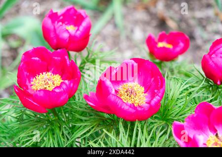 Paeonia tenuifolia, auch bekannt als die Fernblatt-Pfingstrose, sorgt für Farbe im Frühlingsgarten. Stockfoto