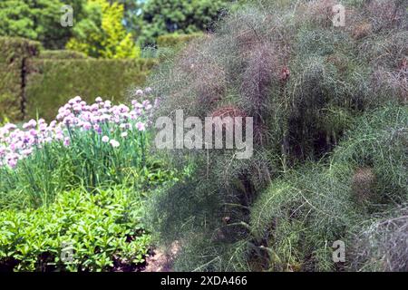 Bronze Fenchel Foeniculum vulgare purpurascens hat ein feines Laub und setzt ein gewagtes Statement im ausdauernden oder essbaren Garten. Stockfoto