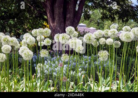 Die Zierzwiebel Allium Mount Everest ist im Frühlingsgarten mit Narrowleaf Bluestar Amsonia hubrichtii unterpflanzt. Stockfoto