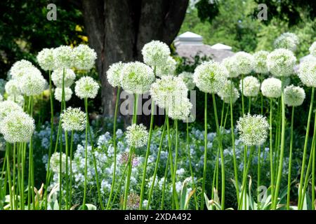 Die Zierzwiebel Allium Mount Everest ist im Frühlingsgarten mit Narrowleaf Bluestar Amsonia hubrichtii unterpflanzt. Stockfoto