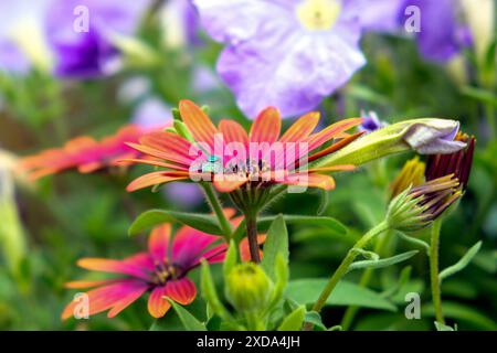 Abstrakte Nahaufnahme einer gemeinsamen grünen Flasche Fliege auf einer farbenfrohen Zion-violetten Sonne Afrikanischen Daisy, auch bekannt als Osteospermum. Stockfoto