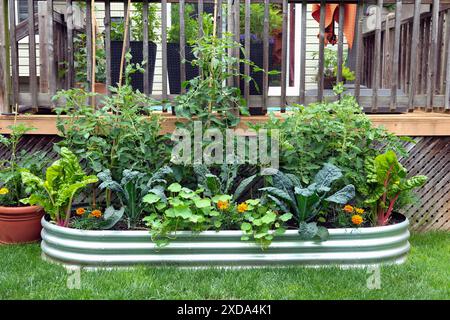 Gemüse und Blumen wachsen zusammen in einem essbaren Garten in einem galvanisierten Metallhochbeet. Konzept tragbarer Gärten für Mieter und Mieter. Stockfoto