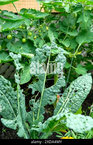 Toskanischer oder Lakinato-Grünkohl, der durch die Raupen des Weißkrauts, auch bekannt als Pieris rapae, beschädigt wurde. Stockfoto