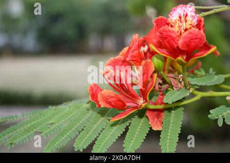 Gulmohar oder Royal poinciana (Delonix regia) Baum in Blüte : (Bild Sanjiv Shukla) Stockfoto