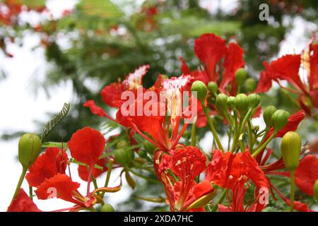 Gulmohar oder Royal poinciana (Delonix regia) Baum in Blüte : (Bild Sanjiv Shukla) Stockfoto