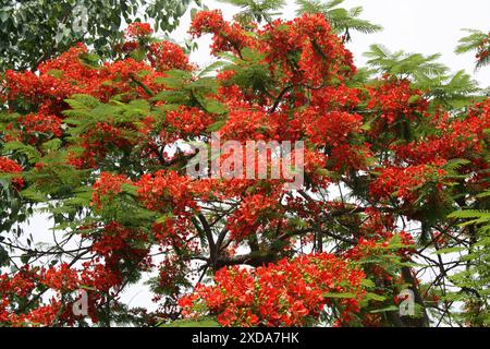 Gulmohar oder Royal poinciana (Delonix regia) Baum in Blüte : (Bild Sanjiv Shukla) Stockfoto