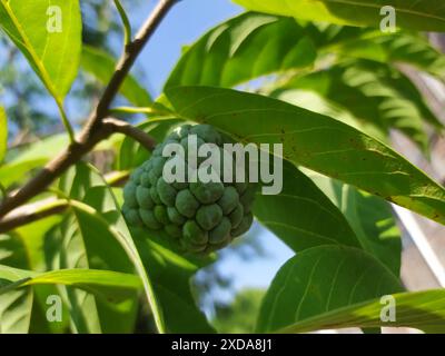 Vanillepudding Apfelfrucht. Nahaufnahme von Vanilleapfelfrüchten im Garten. Annona squamosa Stockfoto