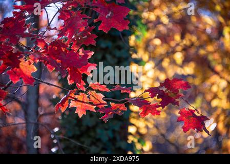 Buntes Herbstlaub mit Hintergrundbeleuchtung bei Sonnenuntergang in Snellville (Metro Atlanta), Georgia. (USA) Stockfoto